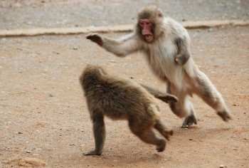 Shocking videos of monkeys gangwar at sadar area Agra UP