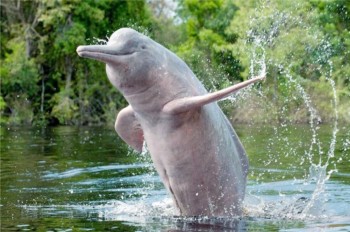 Satisfactory increase in the number of dolphins in the Ganga