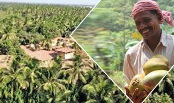 Farmers are cultivating coconut in Narmada Valley region of Madhya Pradesh