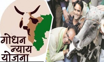 MP Government To Form ‘Cow Cabinet’ For Protection Of Animal