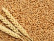 Adani Group Said That It Does Not Buy Food Grains From Farmers
