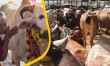 Madhya Pradesh government gives exemption in income tax on donation of cow shed