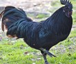 BHOPAL NEWS: Preparations to save Karkanath from bird flu, dose of vitamins is being given to increase immunity