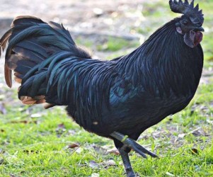 BHOPAL NEWS: Preparations to save Karkanath from bird flu, dose of vitamins is being given to increase immunity