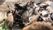 Bird flu confirmed, 1,800 migratory birds found dead in Himachal
