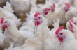Poultry and chicken markets closed for seven days in Indore and Neemuch